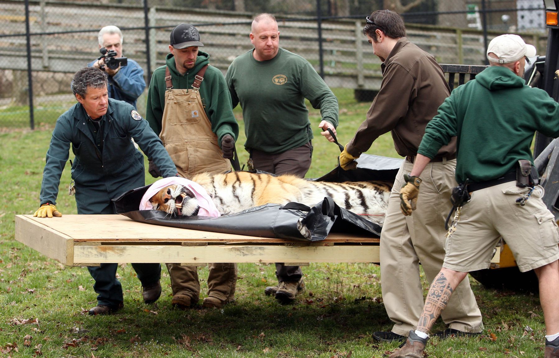 Tiger Move